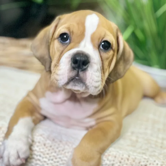 Bulldog / Beabull image