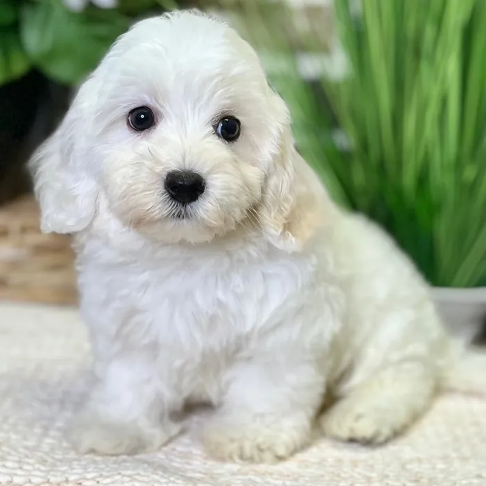 Maltese / Bichon image