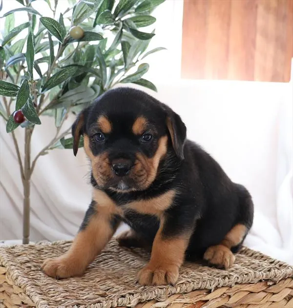 Bulldog / Beabull image