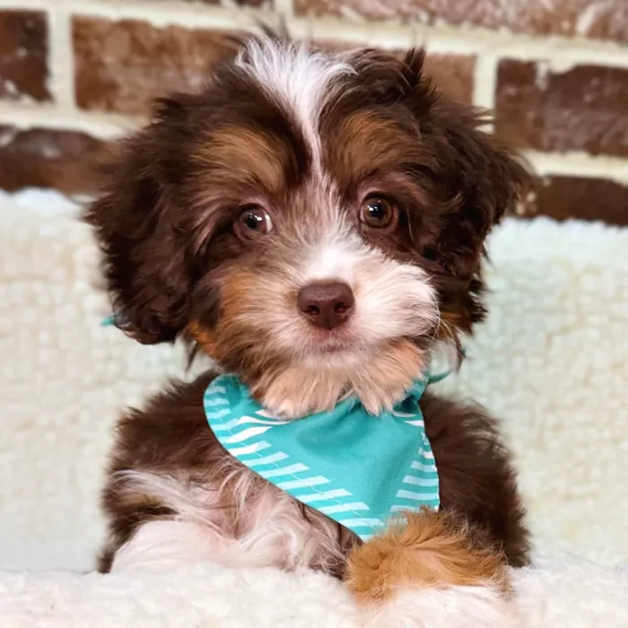 Toy Aussiedoodle 2nd Gen image