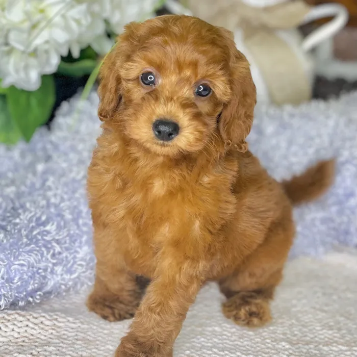 Mini Irishdoodle 2nd Gen image