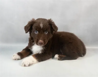 Toy Australian Shepherd image
