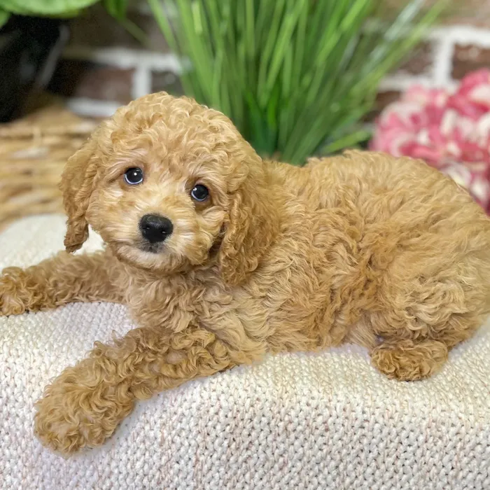 Mini Labradoodle 2nd Gen image