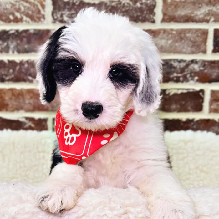 Mini Sheepadoodle image