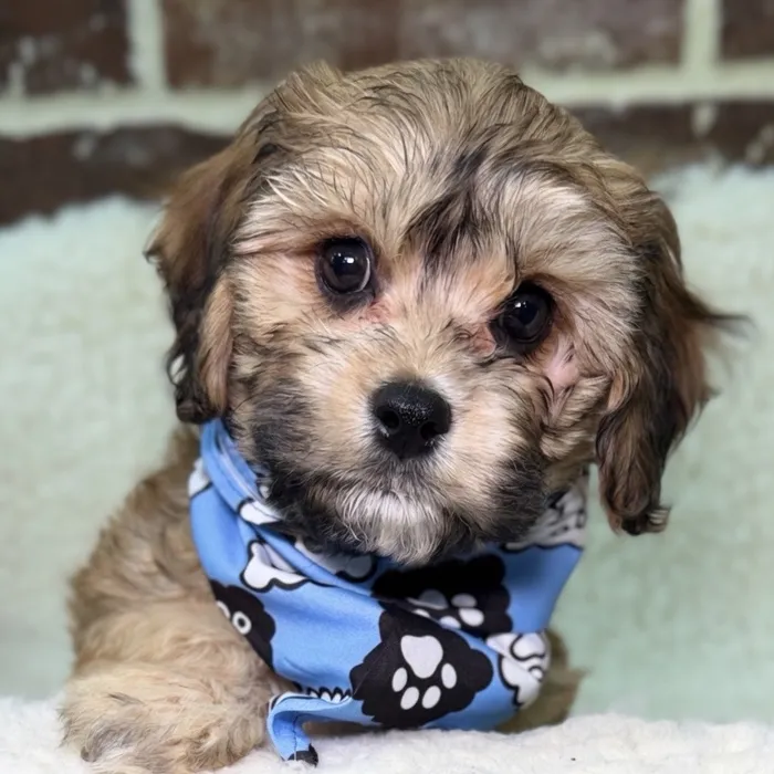 Male Cavachon puppy for sale at Shake A Paw Union.