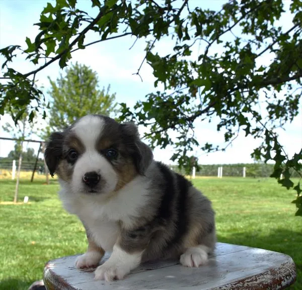 Male Mini Australian Shepherd puppy for sale at Shake A Paw Green Brook.