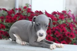 car_main_img_/media/ap_media/pets/AEUWNFYTGMTQ23417.webp.250x250_q85.webp