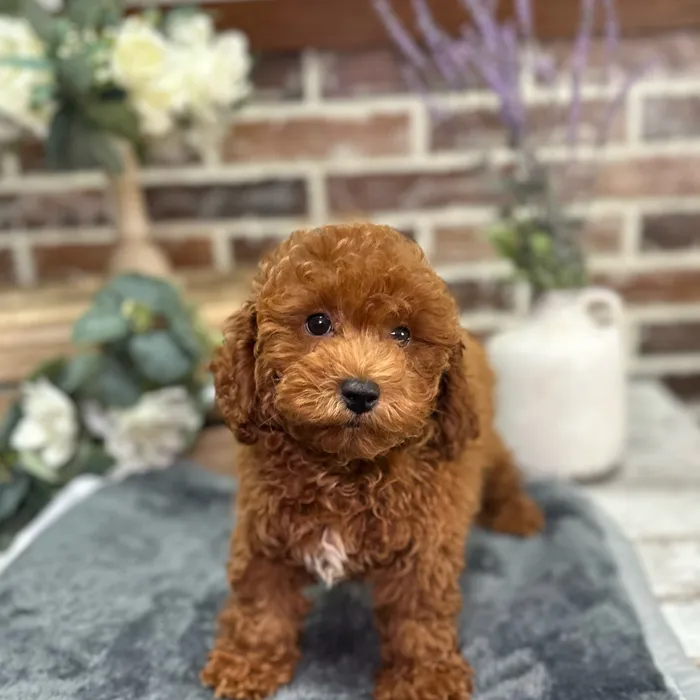 Male Poodle puppy for sale at Shake A Paw Union.