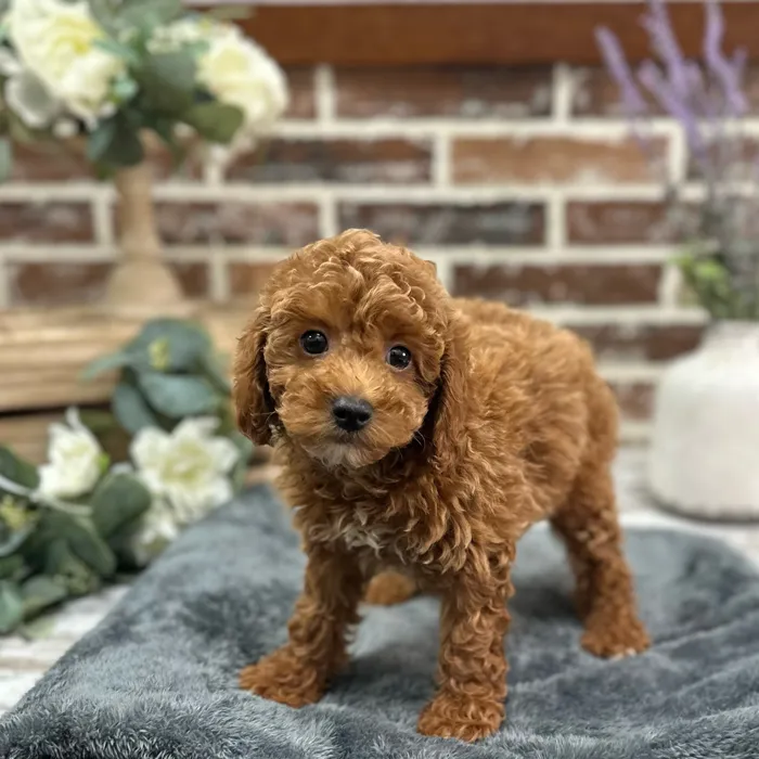 Male Poodle puppy for sale at Shake A Paw Union.