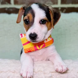 car_main_img_/media/ap_media/pets/AKUYGJNMOZFZ40707.webp.250x250_q85.webp