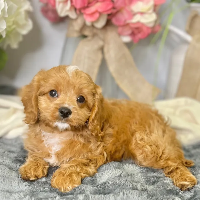 Male Cavapoo puppy for sale at Shake A Paw Green Brook.