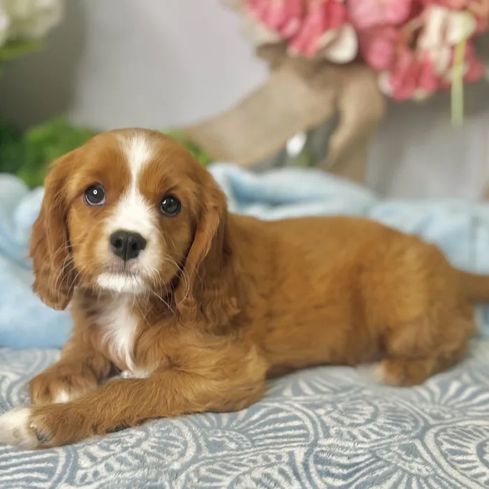 Female Cavapoo puppy for sale at Shake A Paw Green Brook.