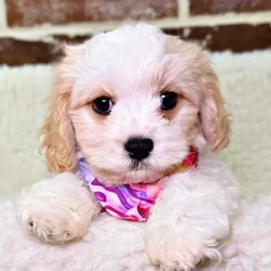 car_main_img_/media/ap_media/pets/AQNEAJWBCQNI19885.webp.250x250_q85.webp