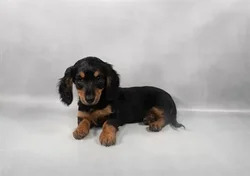 car_main_img_/media/ap_media/pets/ASLTFFJJUJIH20578.webp.250x250_q85.webp