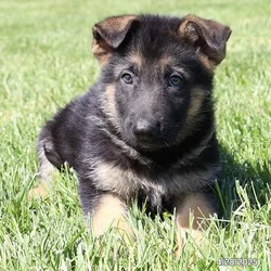 car_main_img_/media/ap_media/pets/AVKWFGDJUIGR19350.webp.250x250_q85.webp