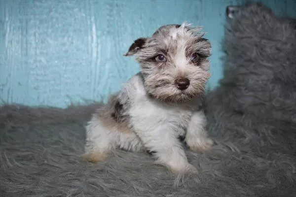 Female Mini Schnauzer puppy for sale at Shake A Paw Green Brook.
