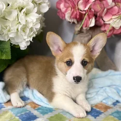 Male Pembroke Welsh Corgi puppy for sale at Shake A Paw Green Brook.