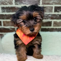 car_main_img_/media/ap_media/pets/BCZBZWEHDGCR21581.webp.250x250_q85.webp