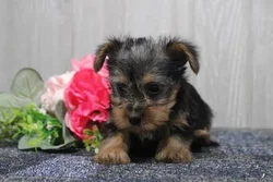car_main_img_/media/ap_media/pets/BDVZDKXGPGEI22822.webp.250x250_q85.webp