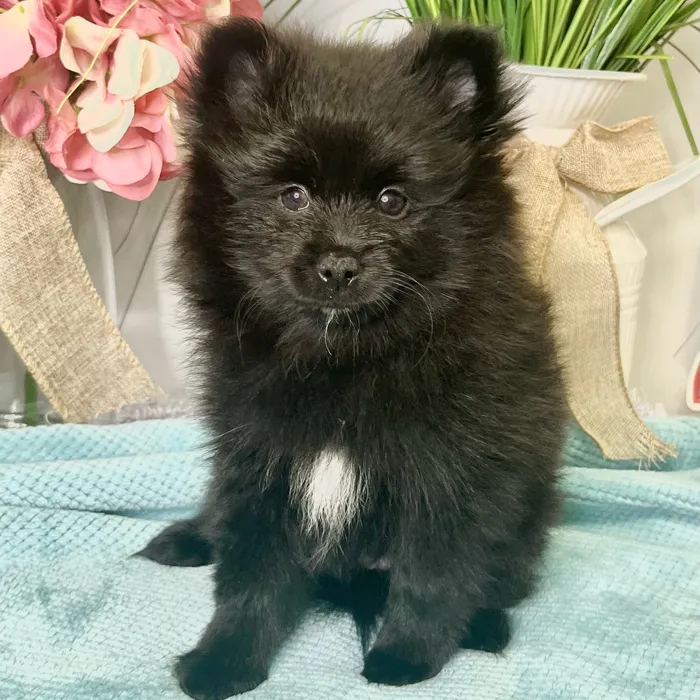 Male Pomeranian puppy for sale at Shake A Paw Green Brook.