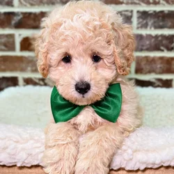 car_main_img_/media/ap_media/pets/BGCELGBZUDUC22282.webp.250x250_q85.webp