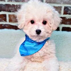 car_main_img_/media/ap_media/pets/BIXVACAGXFDP23020.webp.250x250_q85.webp