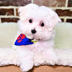 car_main_img_/media/ap_media/pets/BJOJYBXAXMJA19908.webp.250x250_q85.webp