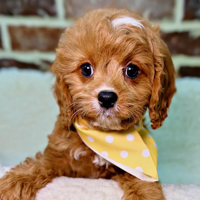 Male Cavapoo puppy for sale at Shake A Paw Union.