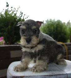 car_main_img_/media/ap_media/pets/BMBONJDCVPGC21993.webp.250x250_q85.webp