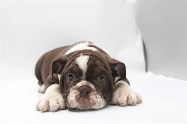 Male English Bulldog puppy for sale at Shake A Paw Union.