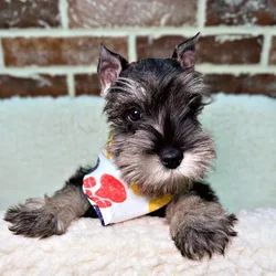 car_main_img_/media/ap_media/pets/BOQLVEIETJKI21706.webp.250x250_q85.webp