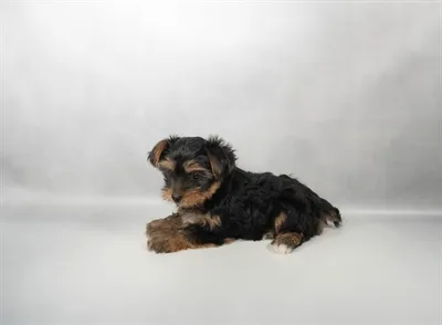 Male Yorkshire Terrier puppy for sale at Shake A Paw Green Brook.