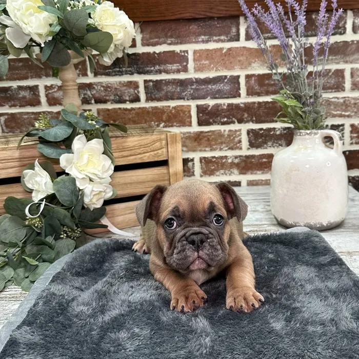Male French Bulldog puppy for sale at Shake A Paw Union.