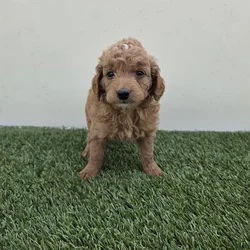 Female Hybrid puppy for sale at Shake A Paw Union.