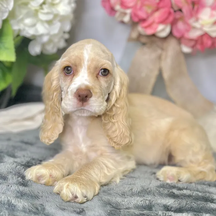 Female Cocker Spaniel puppy for sale at Shake A Paw Green Brook.