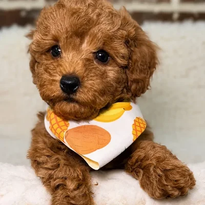 Male Poodle puppy for sale at Shake A Paw Union.
