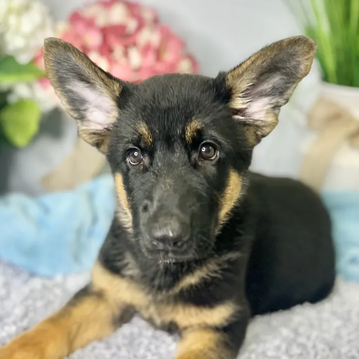 Male German Shepherd puppy for sale at Shake A Paw Green Brook.
