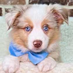car_main_img_/media/ap_media/pets/CAJYJFURMMAH22287.webp.250x250_q85.webp