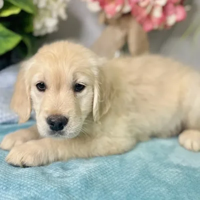 Female Golden Retriever puppy for sale at Shake A Paw Green Brook.