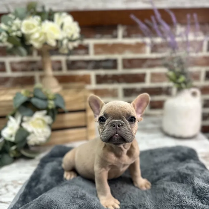 Female French Bulldog puppy for sale at Shake A Paw Union.
