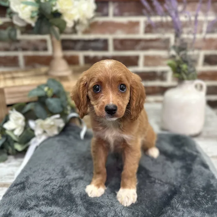 Female Cavapoo puppy for sale at Shake A Paw Union.