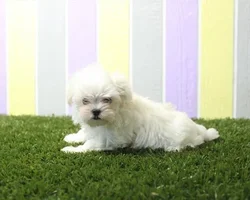 Female Maltese puppy for sale at Shake A Paw Green Brook.