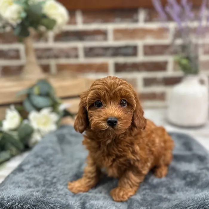 Male Cavapoo puppy for sale at Shake A Paw Union.