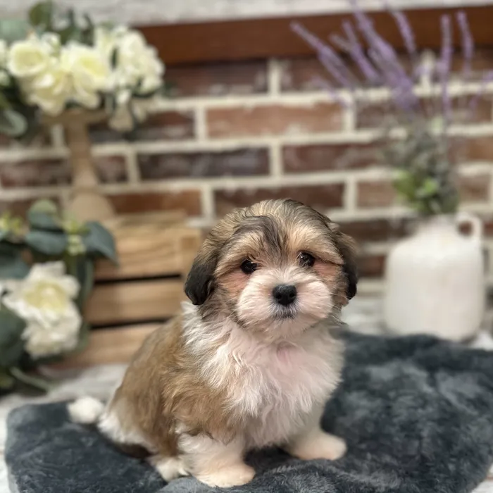 Male Maltese / Shih Tzu puppy for sale at Shake A Paw Union.