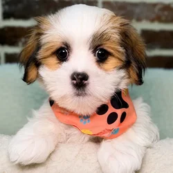 Female Maltese / Shih Tzu puppy for sale at Shake A Paw Union.