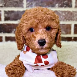 car_main_img_/media/ap_media/pets/CLHDSQYKQIBR21587.webp.250x250_q85.webp