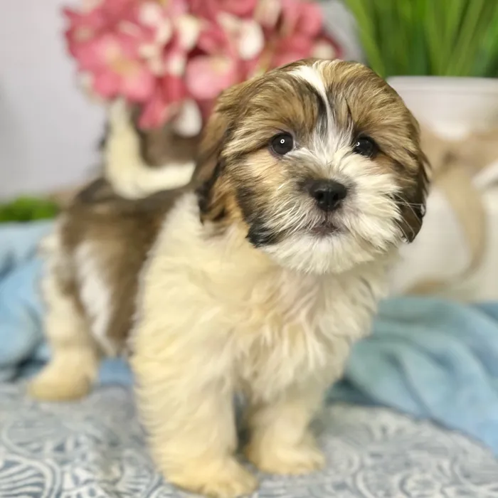 Female Havanese / Shih Tzu puppy for sale at Shake A Paw Green Brook.