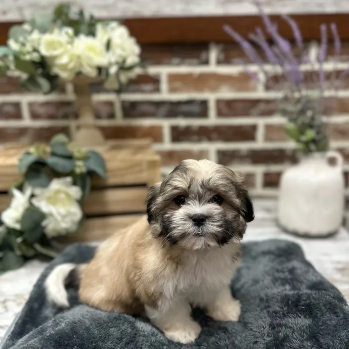 Female Maltese / Shih Tzu puppy for sale at Shake A Paw Union.