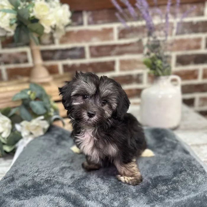 Female Coton De Tulear puppy for sale at Shake A Paw Union.