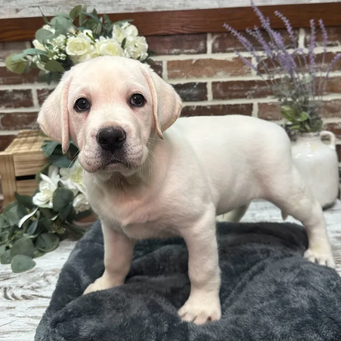 Male Labrador Retriever puppy for sale at Shake A Paw Union.